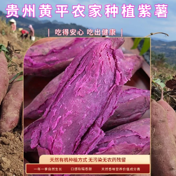 贵州黄平农家自种香糯紫薯新鲜细腻露天种植新鲜小地瓜自种红薯