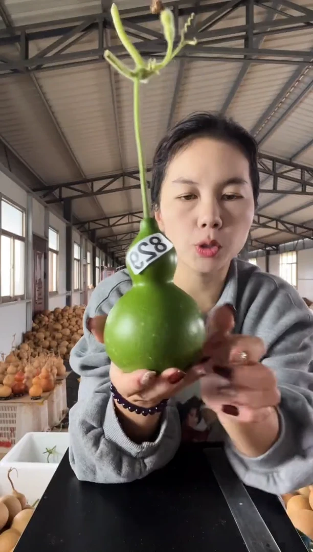 葫芦版*829天然葫芦摆件 一物一拍龙头不保售后青皮葫芦不保售后