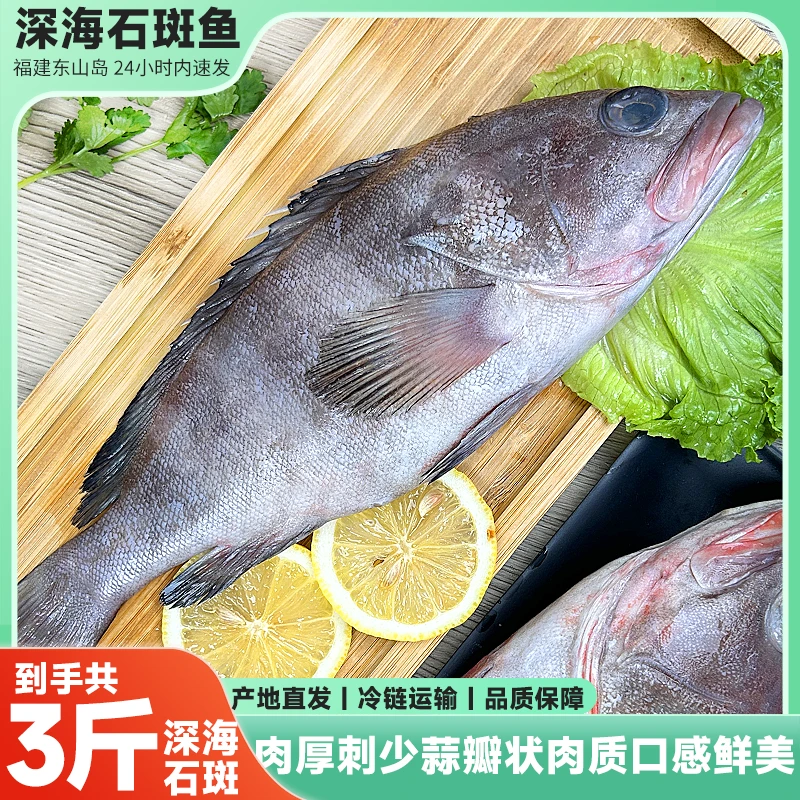 海捕石斑鱼速冻发货深海鱼肉多刺少蒜瓣状肉质福建东山岛顺丰直发