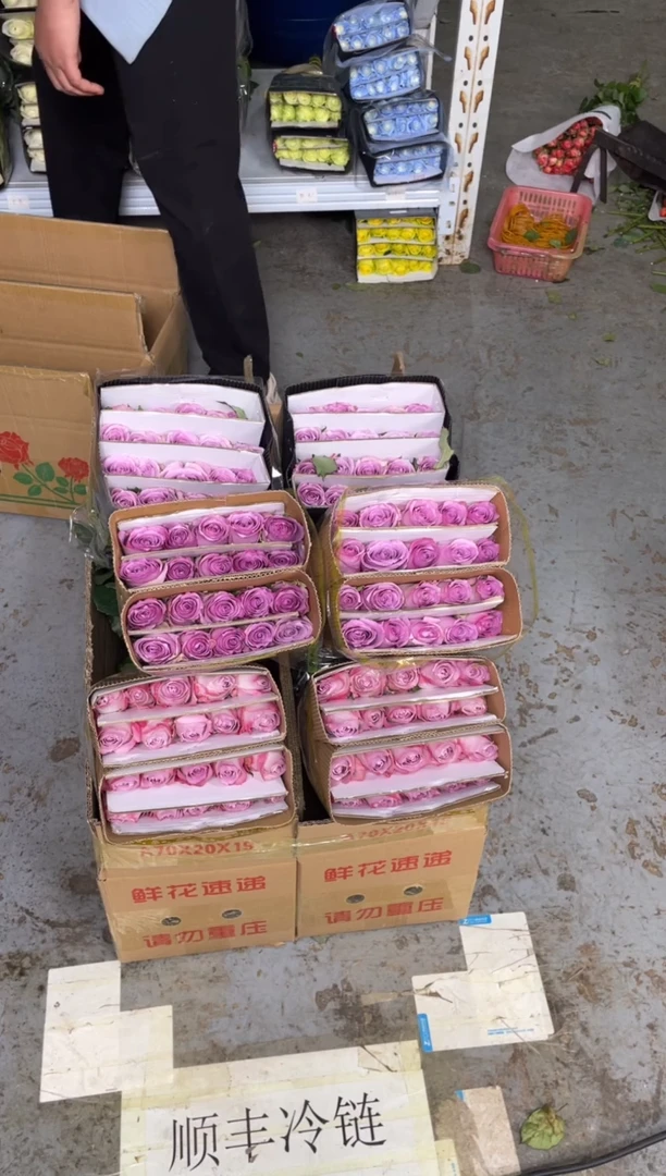 气场20枝+紫霞20枝+海洋之歌20枝