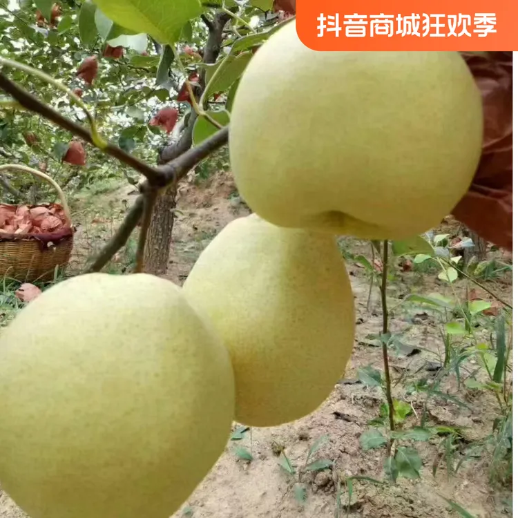 陕西 礼泉 种植 砀山 酥梨