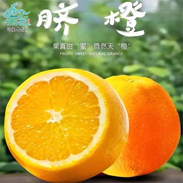 湖南脐橙现摘现发 果园直发香甜爆汁