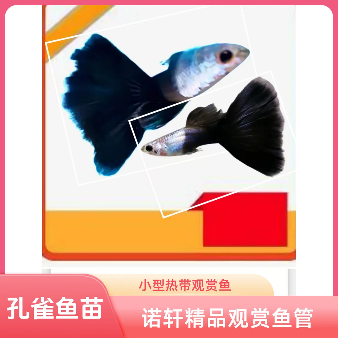 精品孔雀鱼  艾尔银蓝尾8+4备损到手12条