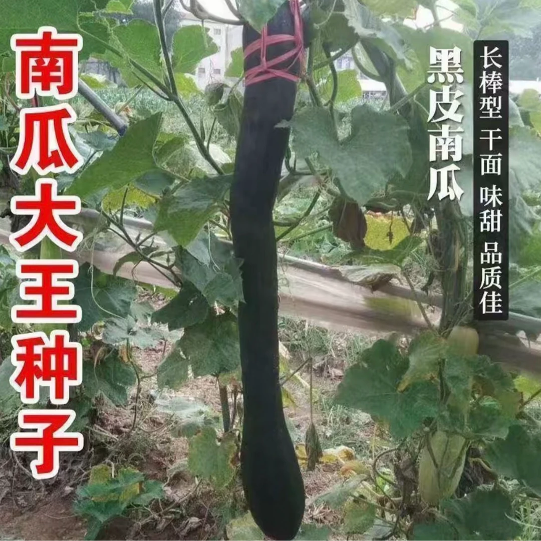 【特长嫩南瓜种子】四季种植盆栽地栽阳台小院种植