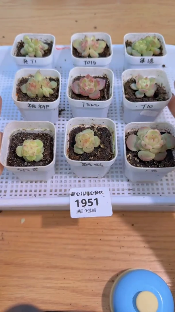 1951  五方组合9盆 多肉植物