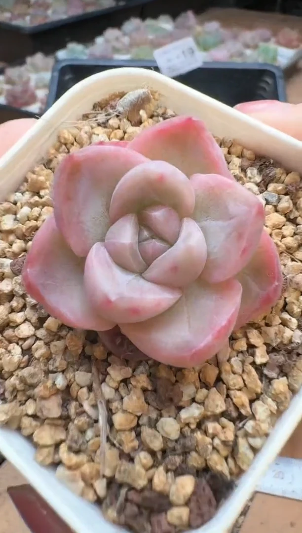 筐20珍妮杂交多肉 花卉植物07