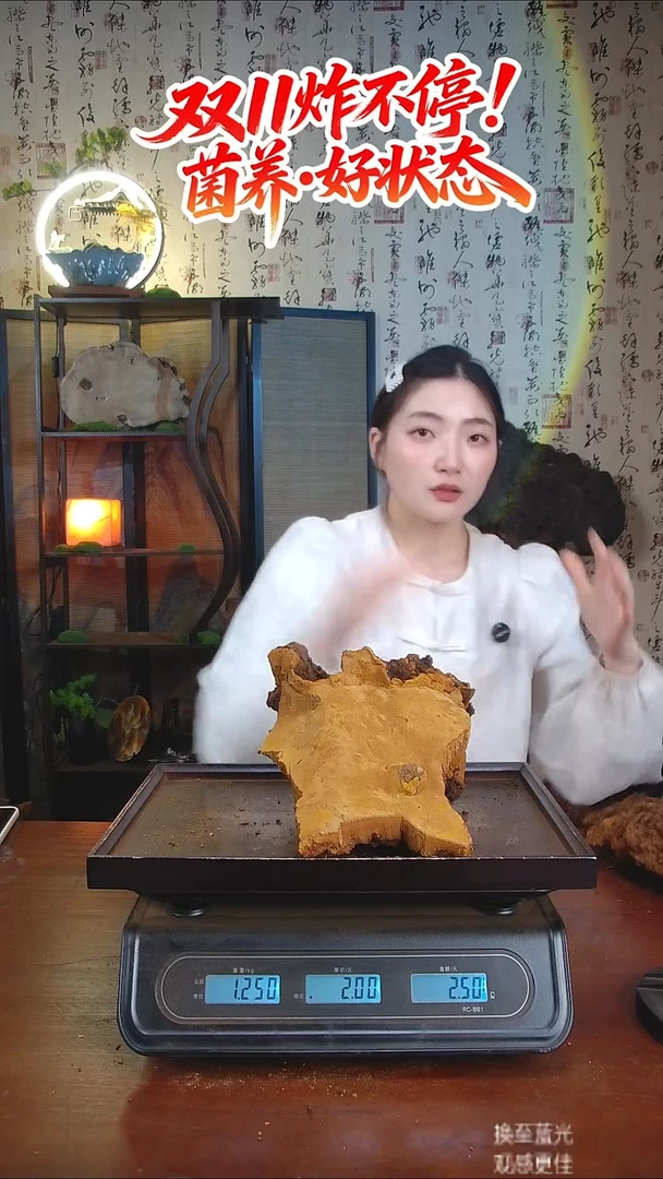 松针层孔菌中国大陆【藏区 野生】松树桑黄（2.5斤）80-90年份
