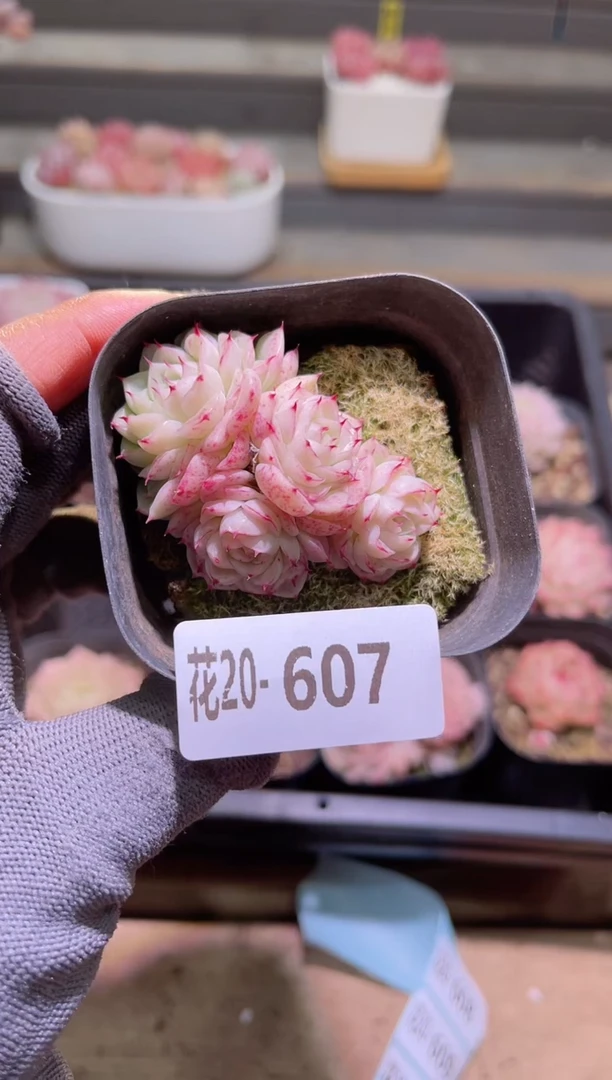 【闪购商品】20-607女王