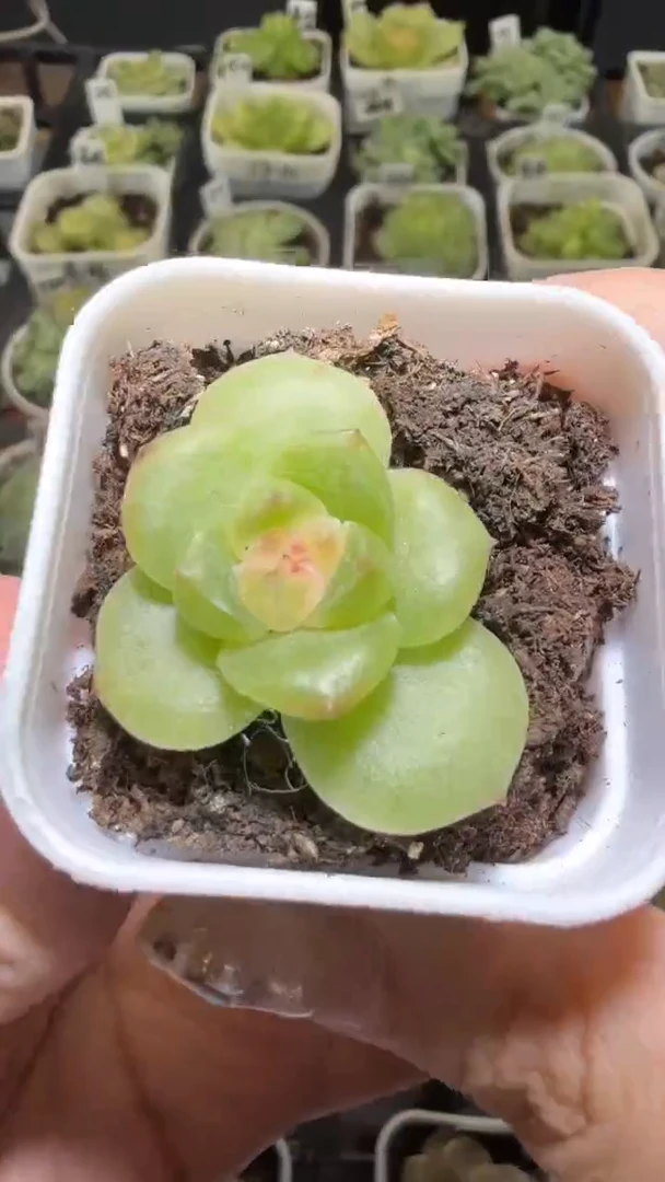 1440  TK多肉植物