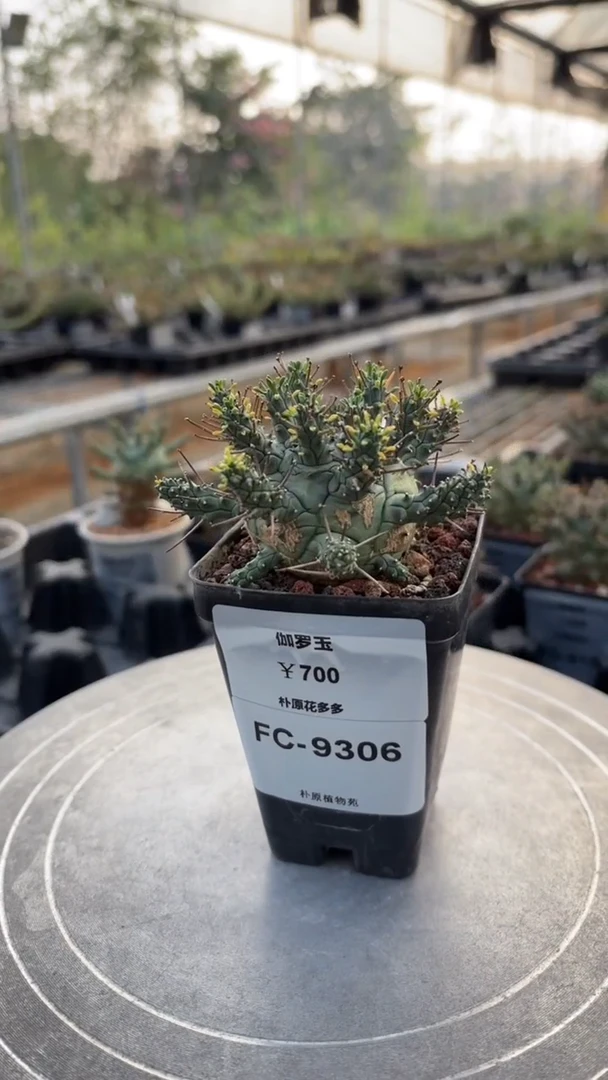 俱利伽罗玉FC-9306