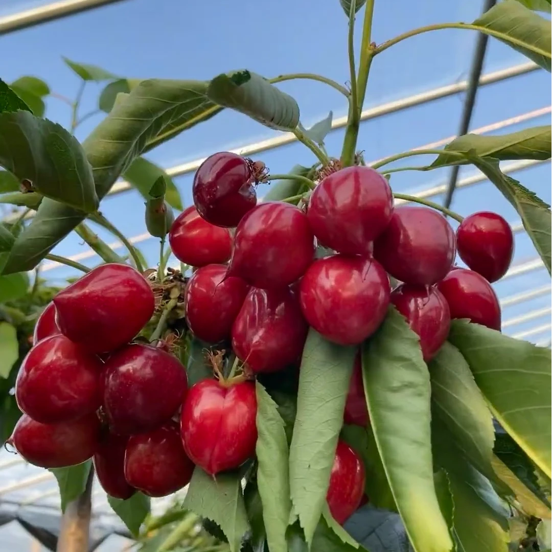 （5公分）车厘子大樱桃苗南北方种植盆栽地栽苗S1