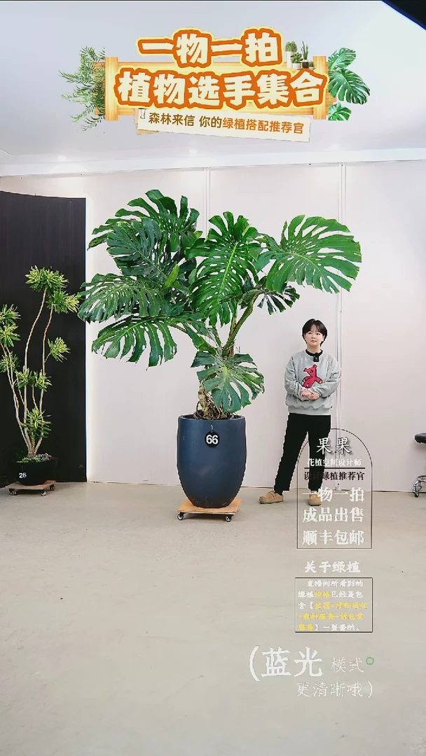 无花朵十****节大老桩龟背竹连盆种好栽好一整套送货上门