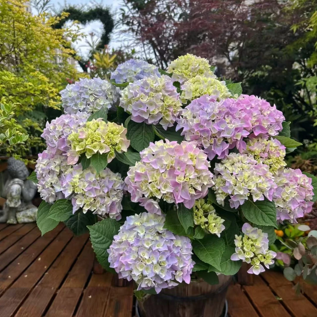 魔幻紫水晶大花绣球宝塔盆栽绿植带盆带土昆明基地直发