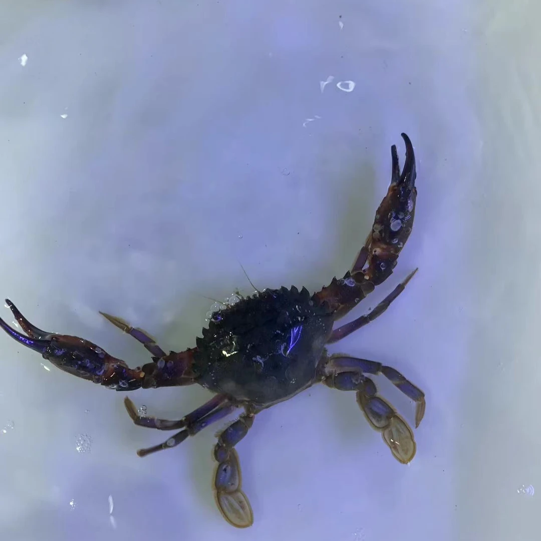 长春可拍【保鲜不保活】赤甲红（1.8-2.5两） (12-15只）三斤包邮