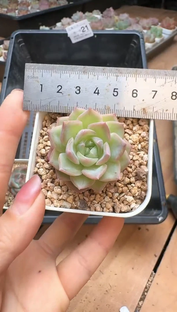 筐21珍妮杂交多肉 花卉植物03