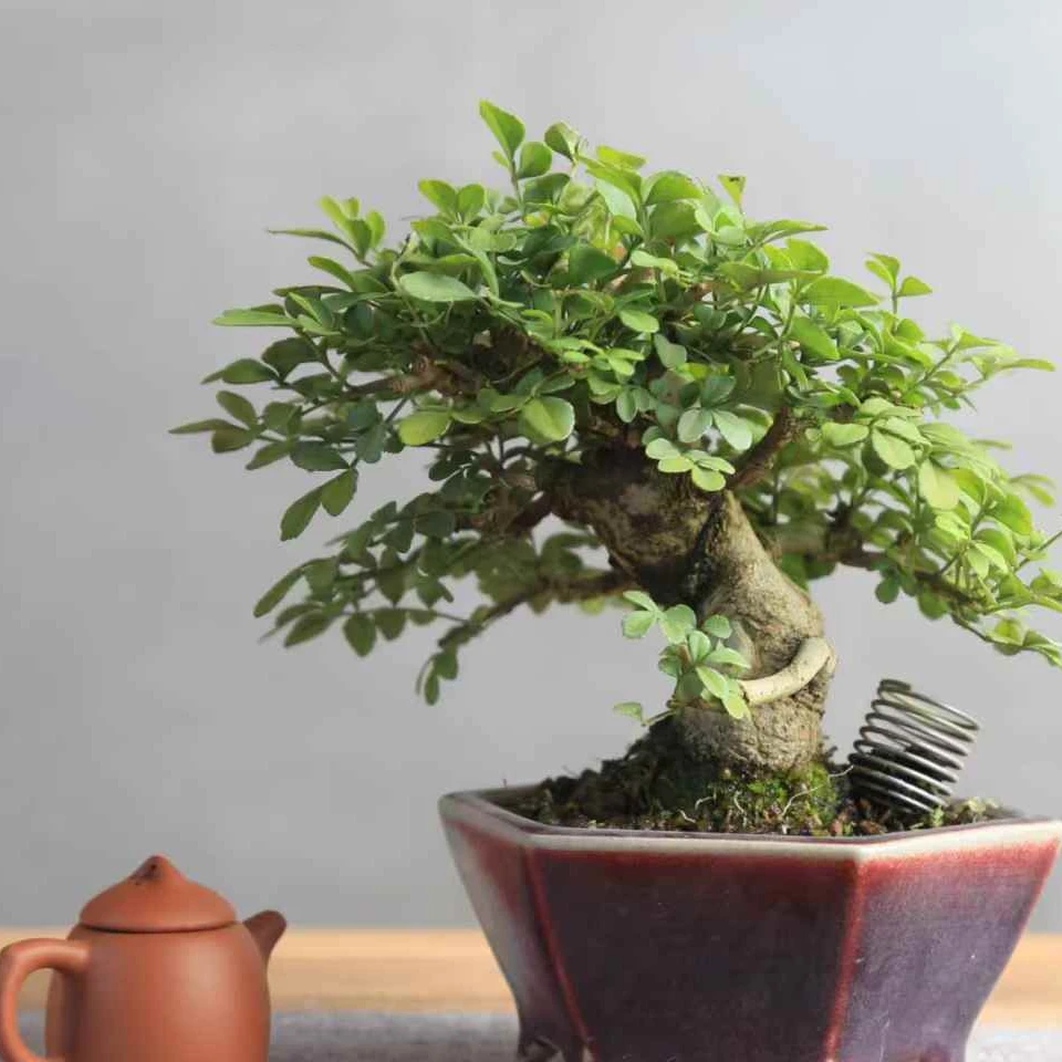 精美盆景直播间专用链接