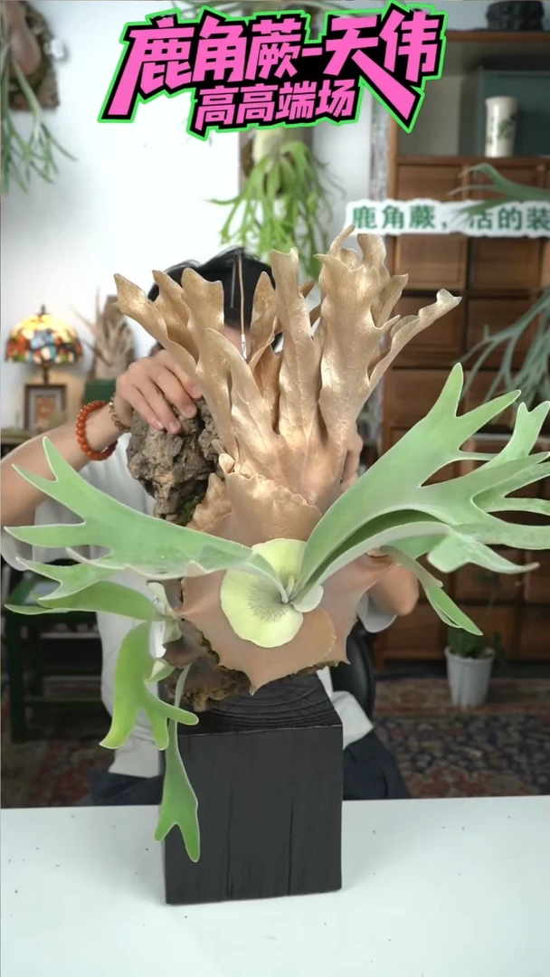 不开花植物D919-水手月母本 sailor moon tonkla