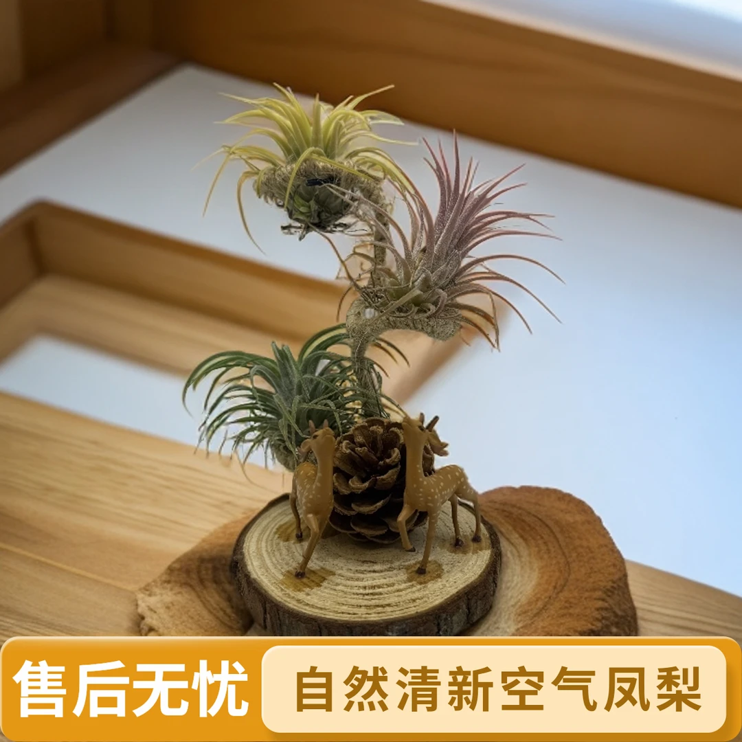 空气凤梨纯手工创意组合红黄绿搭配美观净化空气懒人植物空气凤梨