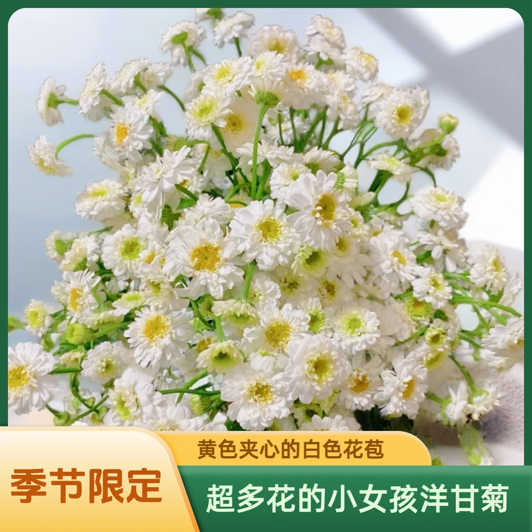 【AAA小女孩重瓣洋甘菊】毛茸茸白色花瓣加上奶黄色花心无花粉困扰