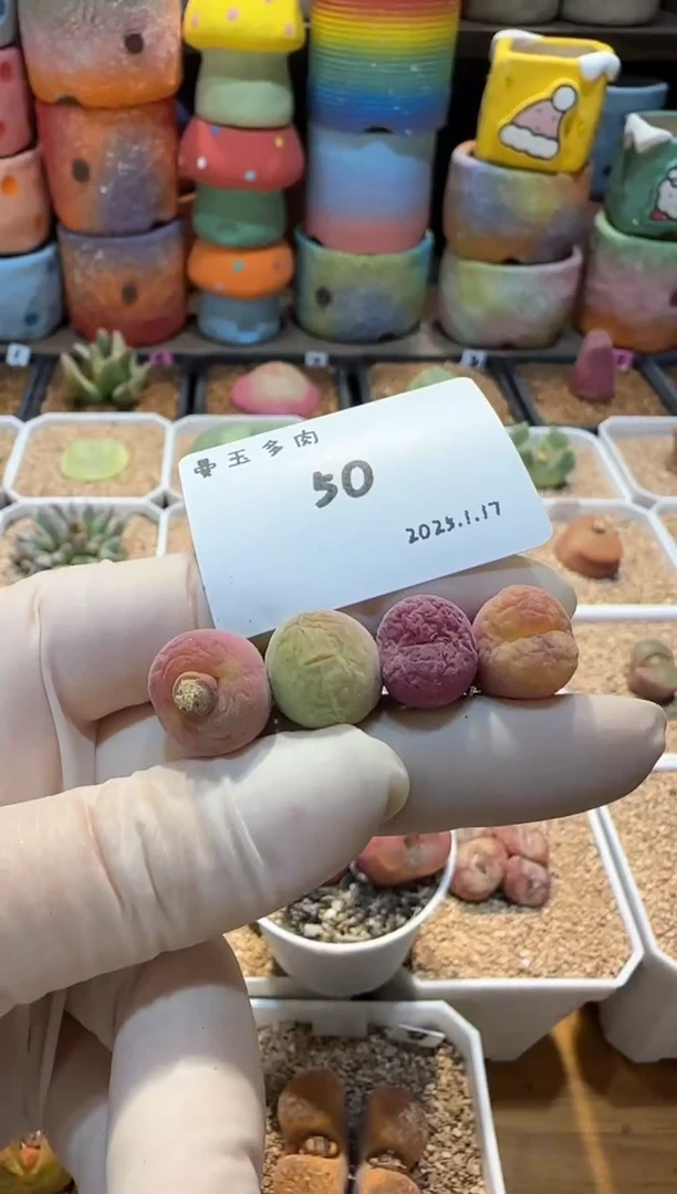 【闪购商品】25.1.17-50Aria