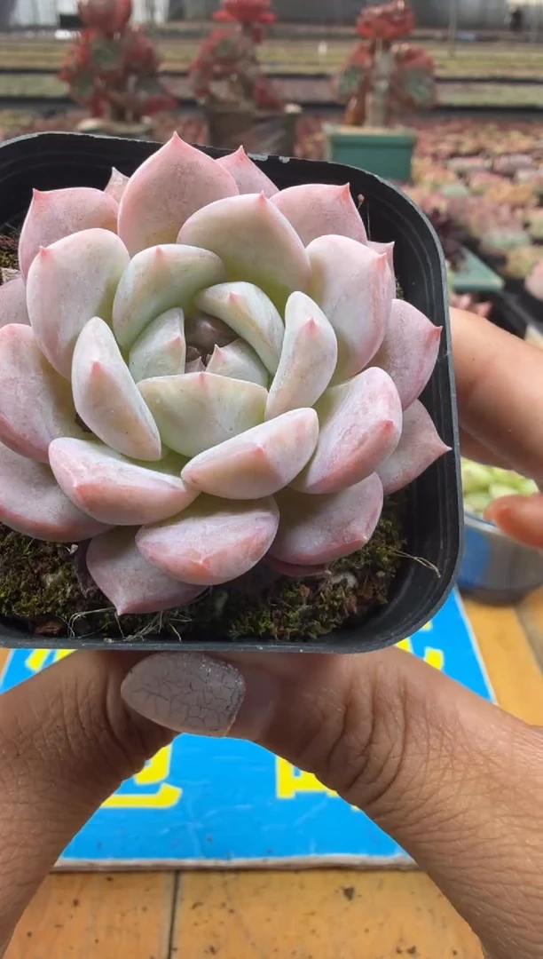 东云多肉园二店-60