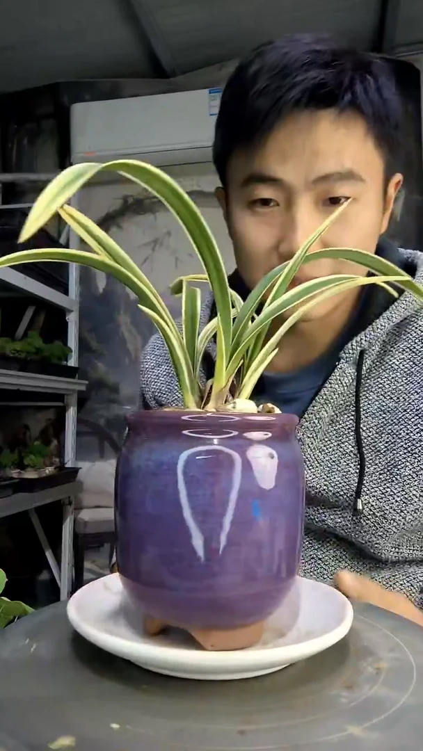 海*中青园艺一物一拍401