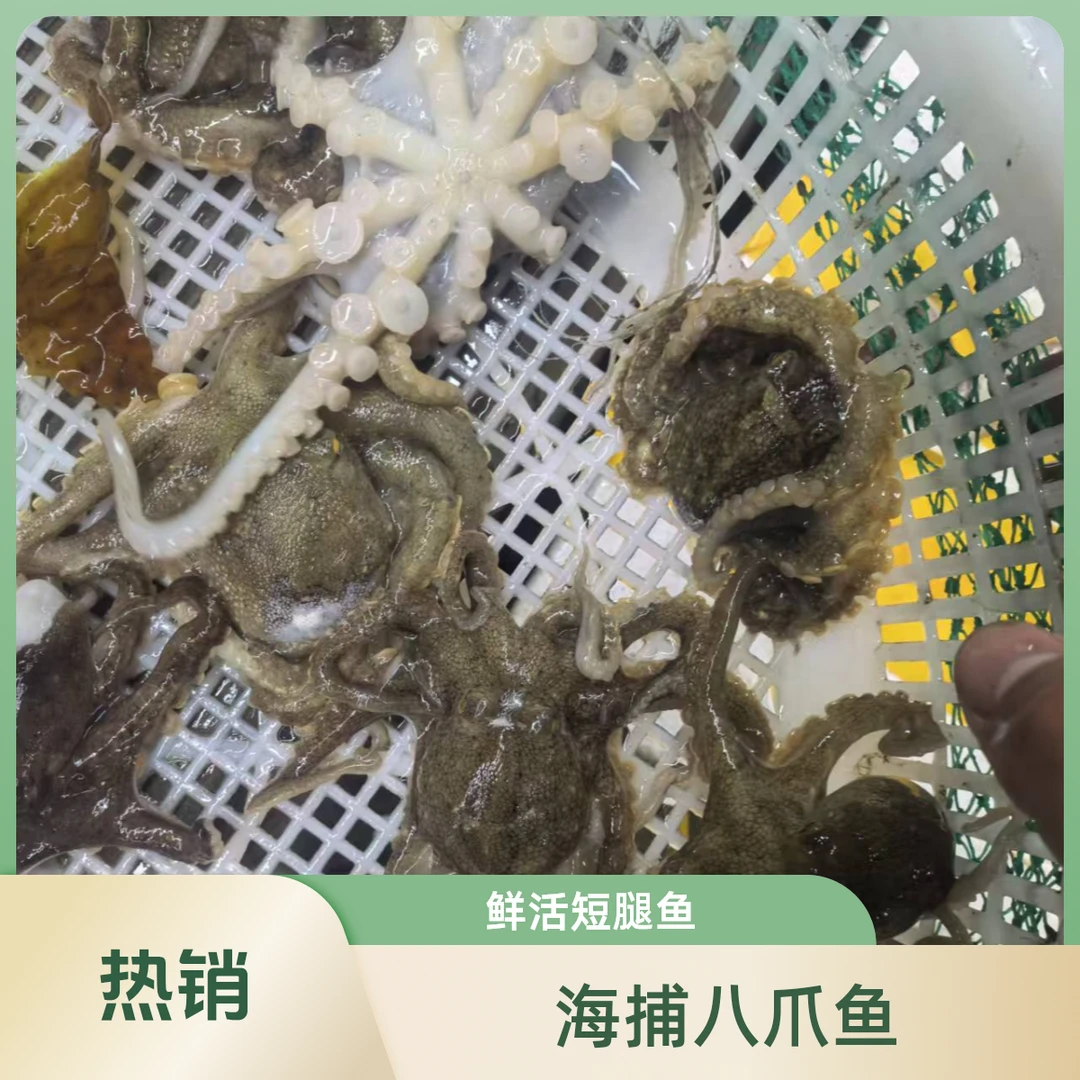 【短腿八爪鱼】野生海捕鲜活迷你短腿八爪鱼500g （顺丰包邮 ）精品