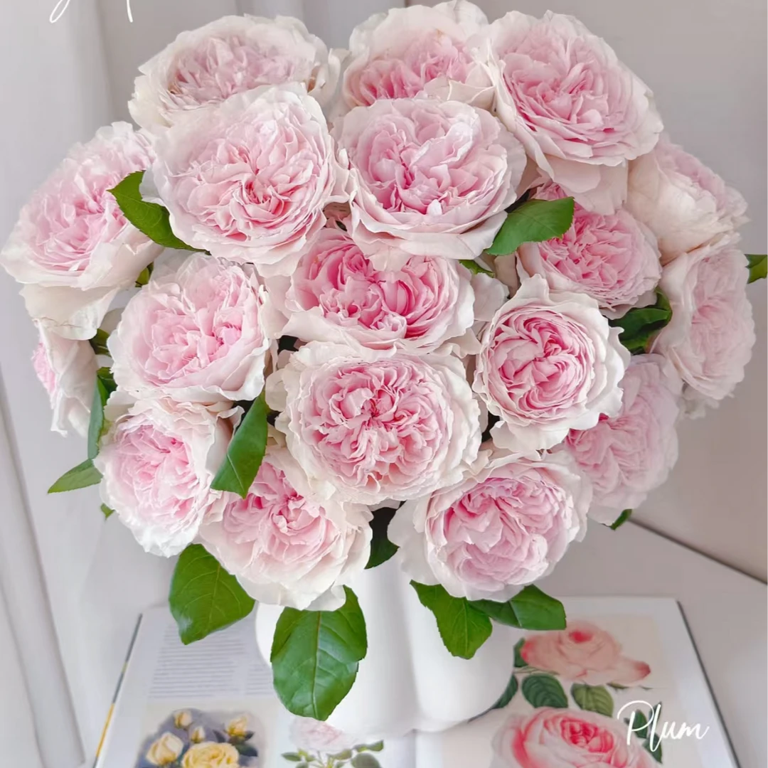 【仙女座｜草莓奶昔】稀有单头玫瑰 遇水则炸 新手友好 鲜切花