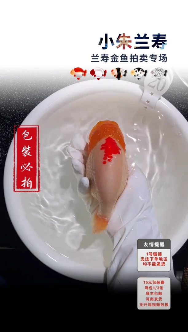 金鱼包装必拍未拍顺丰到付20号
