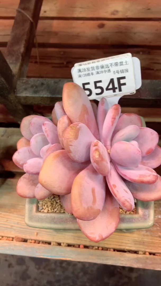 554F（一物一拍实付满28发货，默认不带盆土）