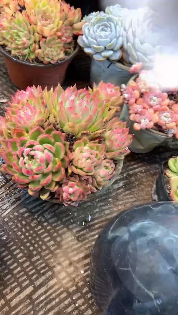 夏***?多肉植物一物一拍21489