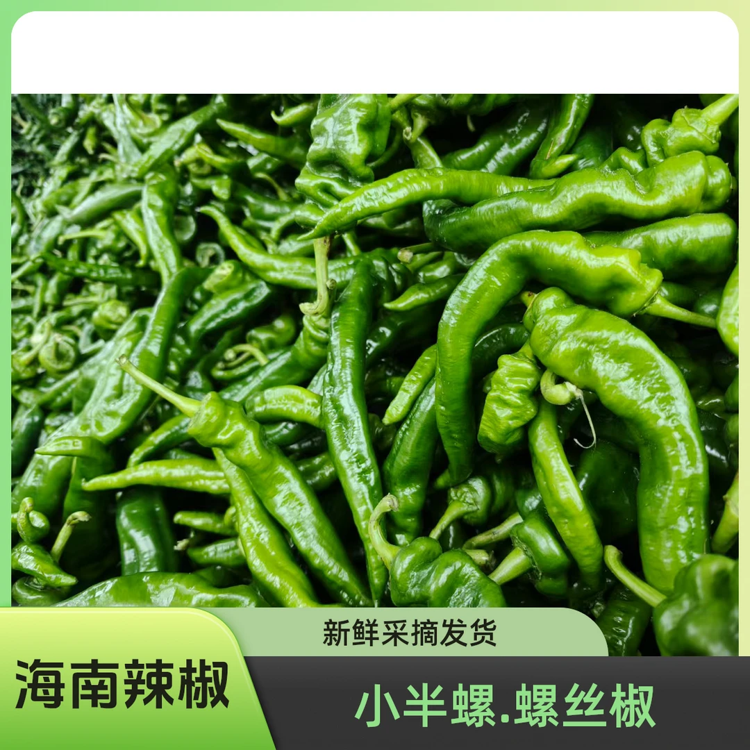【高质优选】小半螺螺丝椒海南新鲜露天种植青辣椒现摘现发批发蔬菜