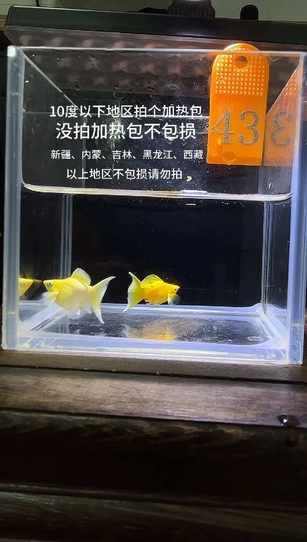 孔雀鱼黄金玛丽球编号43