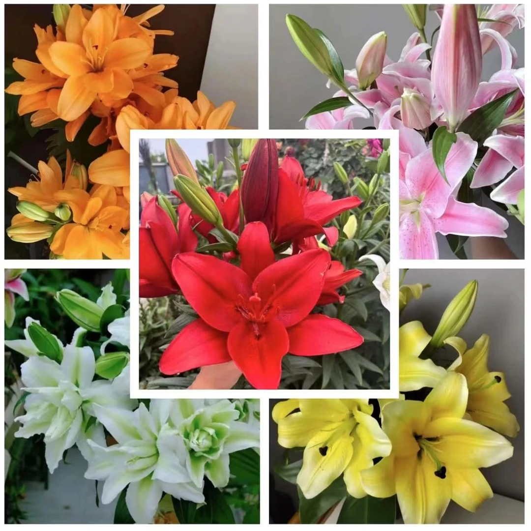 【百合带盆带土栽好发货】40-60天开花进口香水百合种球室外阳台