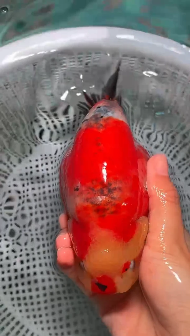 金鱼（运费自理，马印灯照射）福州追鱼兰寿金鱼