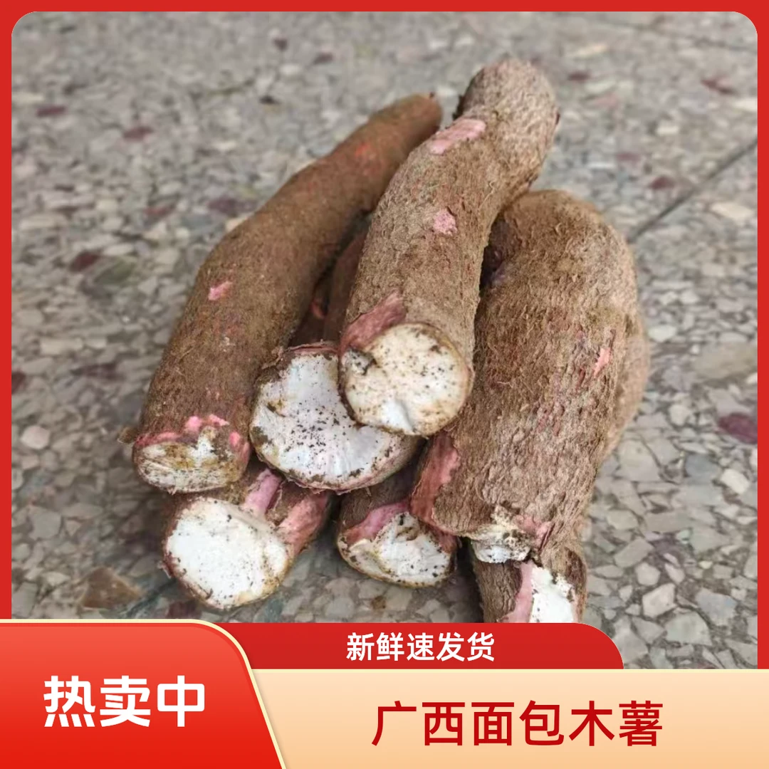 广西新鲜面包木薯
