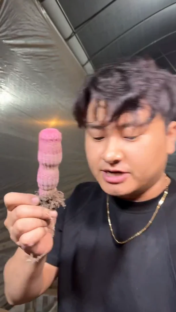 5颗 实生根 单头 红太阳