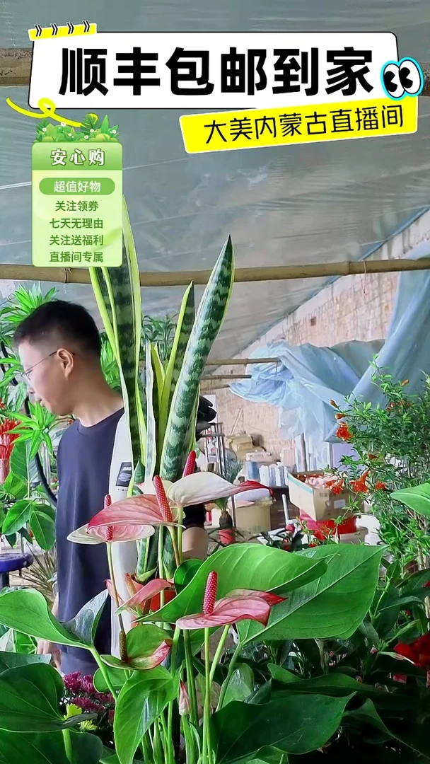 完全开放金边虎皮