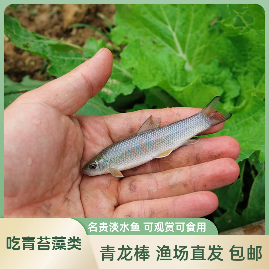 【活体】青龙棒鱼青衣鱼（4-10厘米）观赏鱼淡水鱼冷水鱼超萌好物