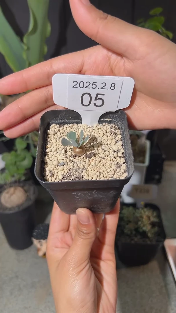 【闪购商品】格加厚敦菊宝宝2.8.5