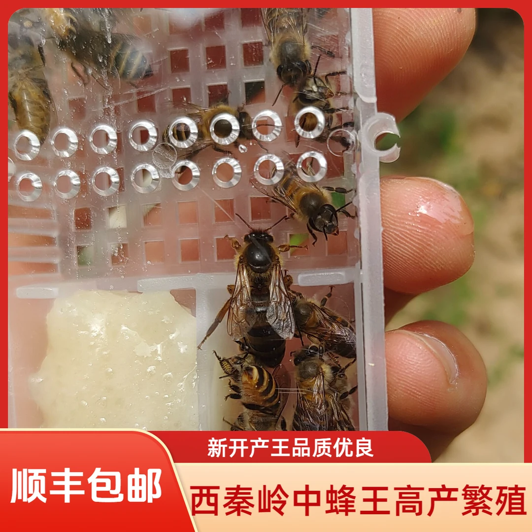 西秦岭中蜂蜂王高产繁殖新开产王