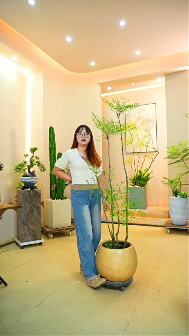 不开花植物塑***工南天竹