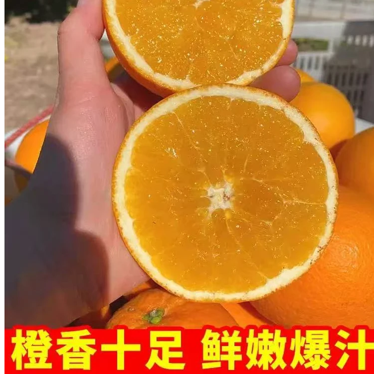 秭归伦晚   爆汁 甜 10斤5000g/份伦晚脐橙