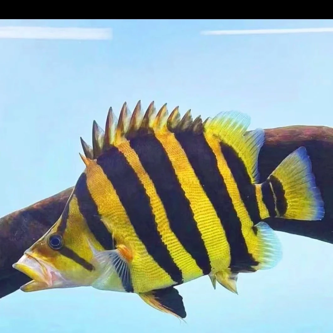 两条苏门答腊虎鱼