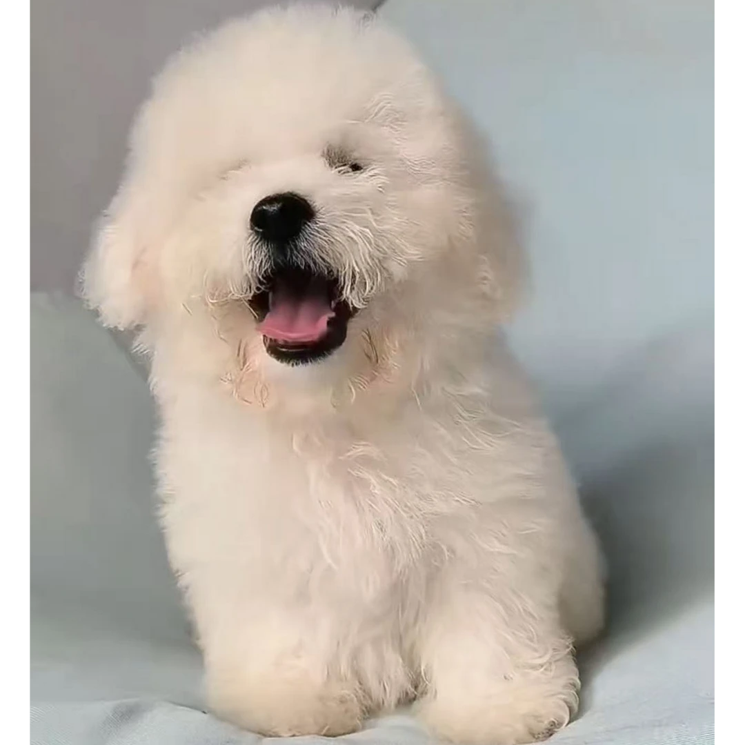 超仔宠物狗狗活体小狗阿拉斯加马尔济斯比格犬伯恩山面纱