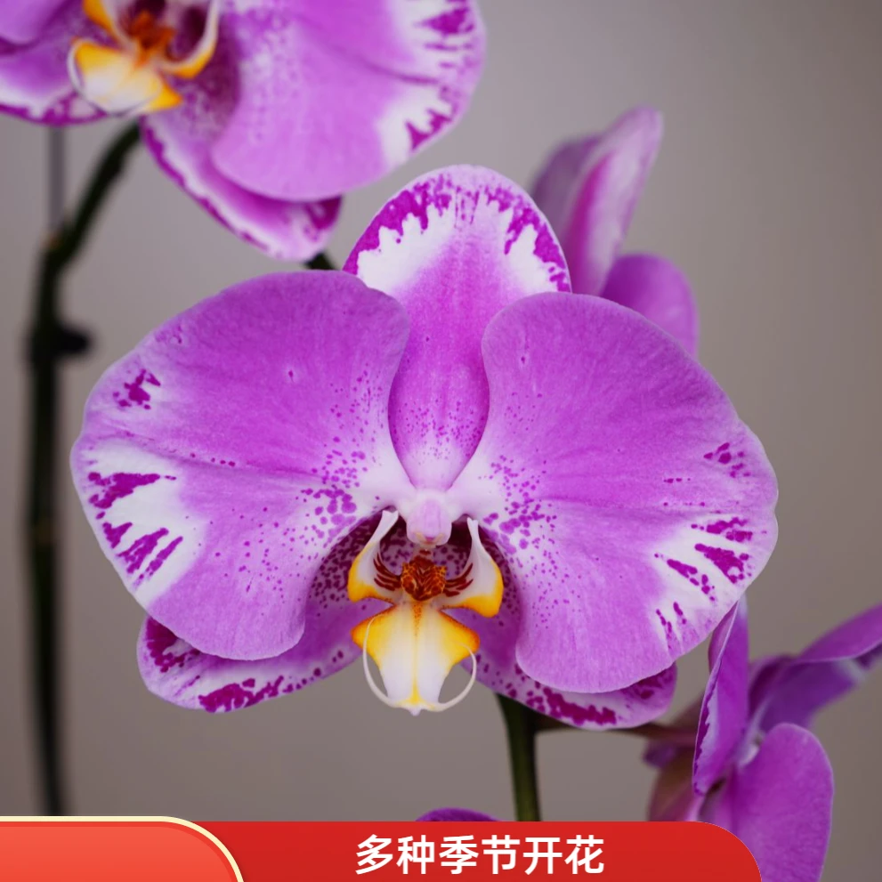 花漫里蝴蝶兰【幻想图】带花带花苞开花株发货