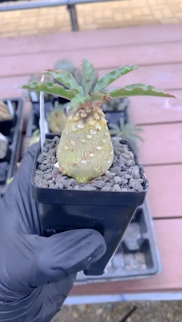 【闪购商品】椰子琉桑FB-1799