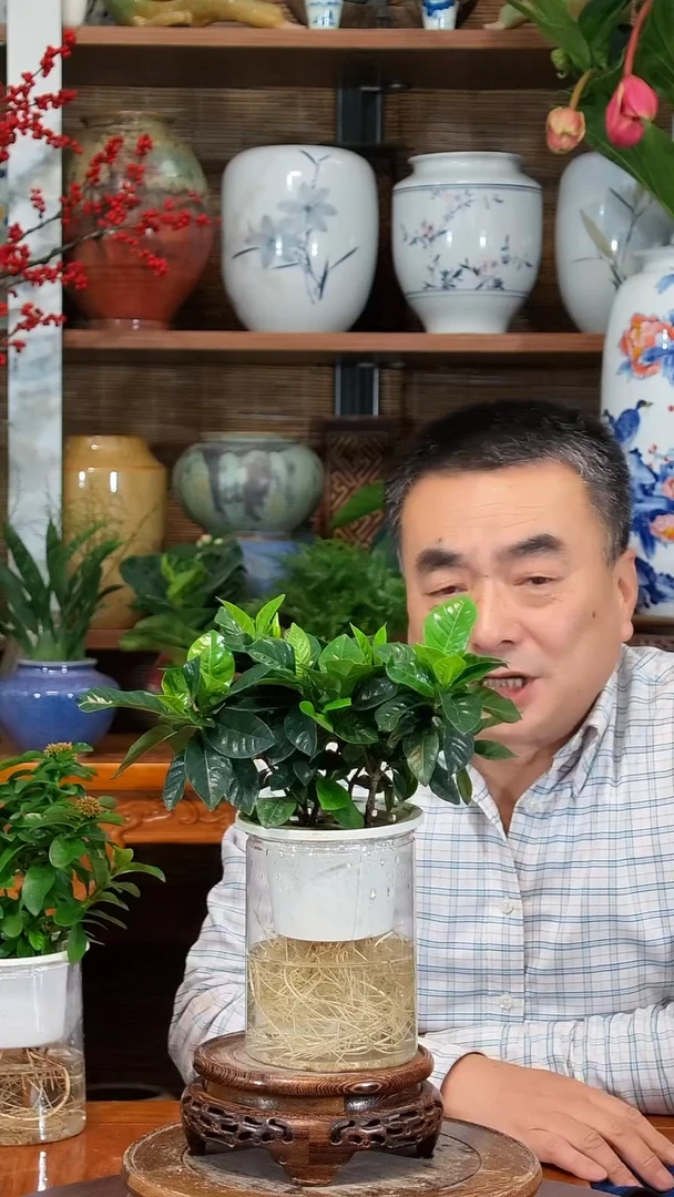 全部花苞梵*水之韵水培栀子花