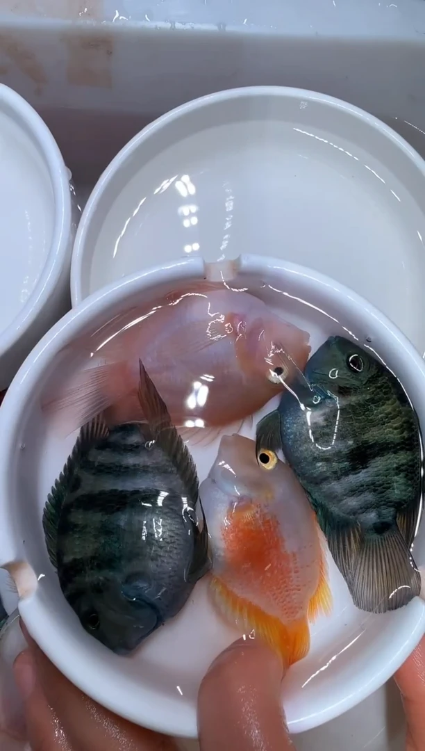 红宝石鱼一对宝蓝一对胭脂