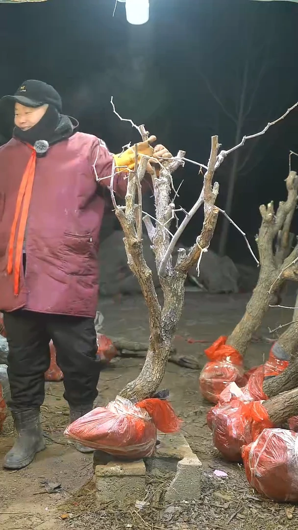 完全开放枣树1003